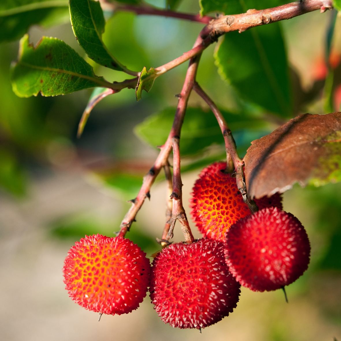 La Miel de Madroño, elixir único de la Naturaleza