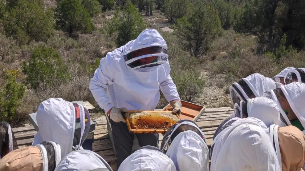 Las colmenas de Jalea de Luz y nuestros talleres de apicultura