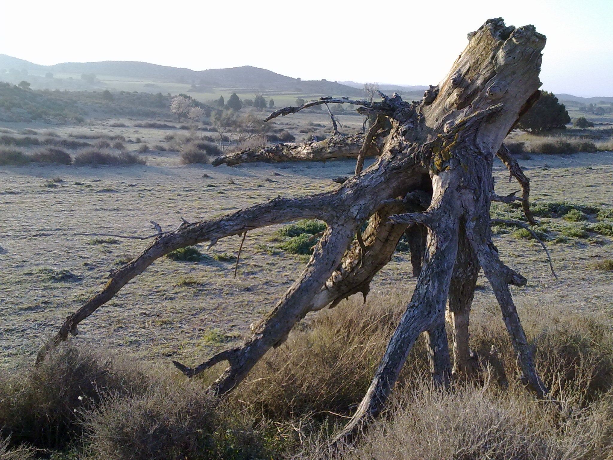 Naturaleza muerta en la dura estepa de Monegros