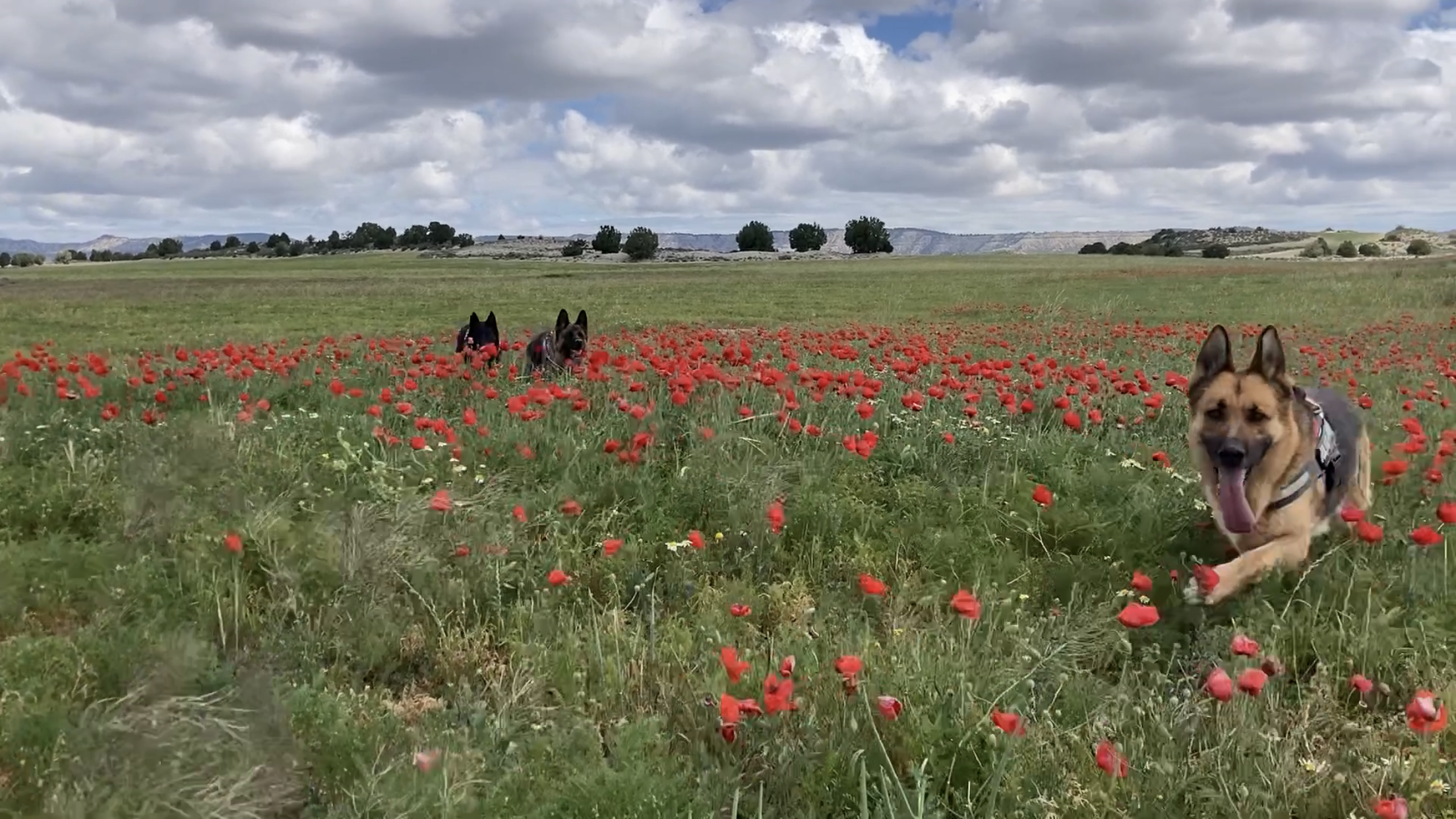 Perros en campo de amapolas