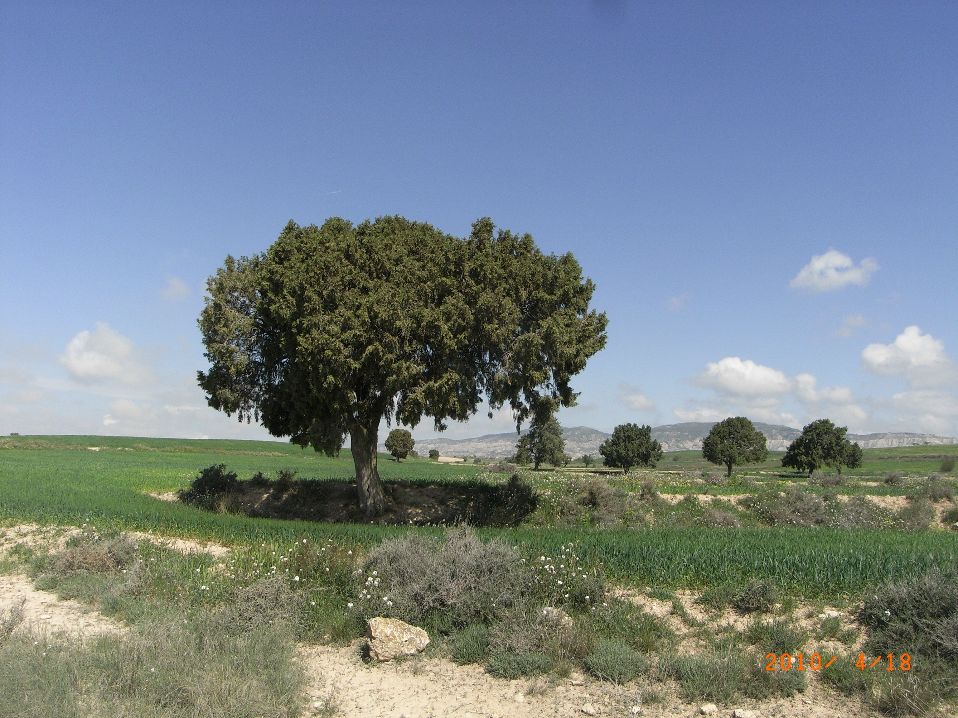 Sabina en Monegros