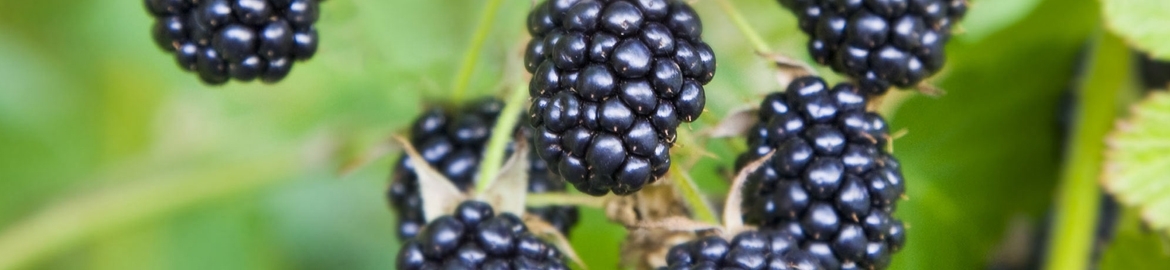 blackberry-honey